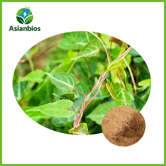 polygonum multiflorum powder